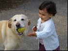Liloo joue à la balle avec eysy le labrador